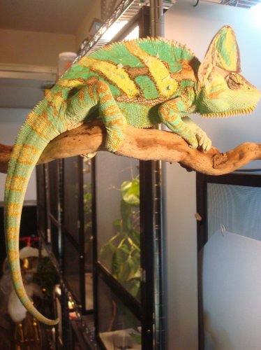 MASSIVE TURQUOISE VEILED 18 INCH. LONG 012.jpg