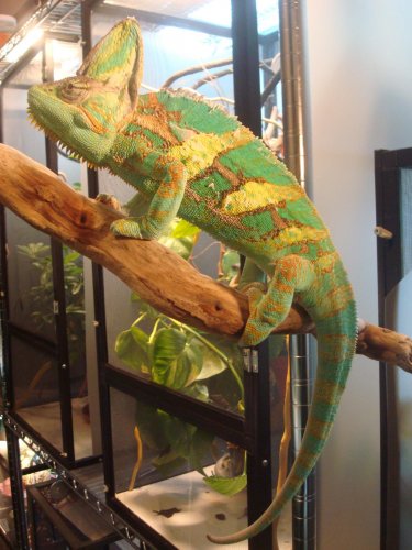 MASSIVE TURQUOISE VEILED 18 INCH. LONG 078.jpg