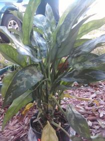 plant.jpg