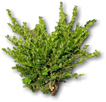 Boxwood-WinterGem.jpg