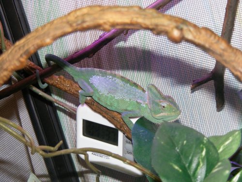 reptar 006.jpg reptar 006.jpg