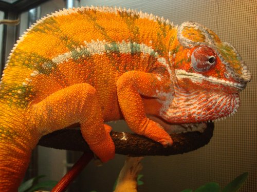 TAMATAVE & SAMBAVA 075.jpg