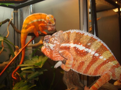 TAMATAVE & SAMBAVA 068.jpg