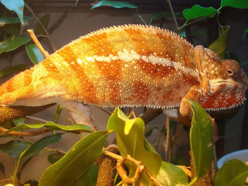 TAMATAVE & SAMBAVA 036.jpg