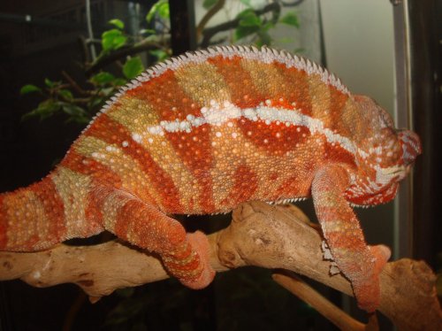 TAMATAVE & SAMBAVA 048.jpg