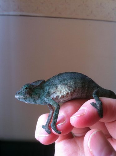 Zelig 2nd day 15.jpg