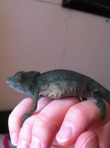 Zelig 2nd day 21.jpg