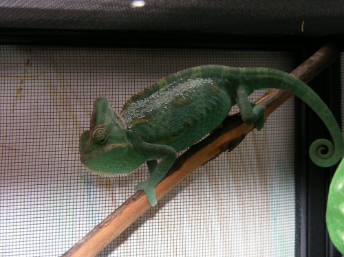 reptar 022.jpg