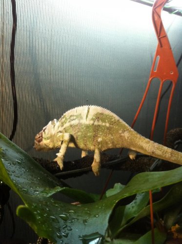 chameleons march 10 043.jpg