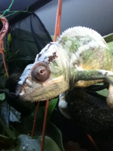 Zaphod Shedding march 10 59.jpg