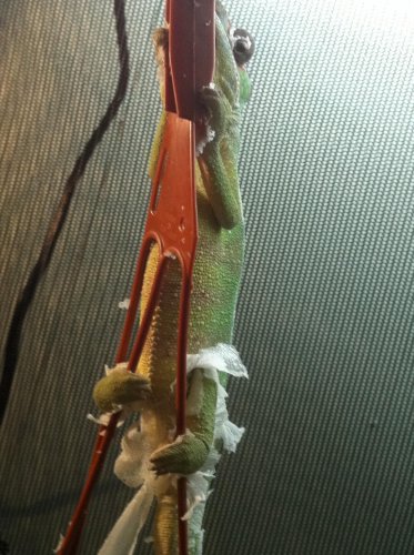 Zaphod Shedding march 10 2.jpg