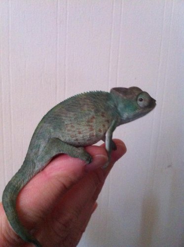 Zelig march 10 006.jpg