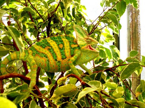 MUSTAFA VEIL yelow.3abJPG.jpg