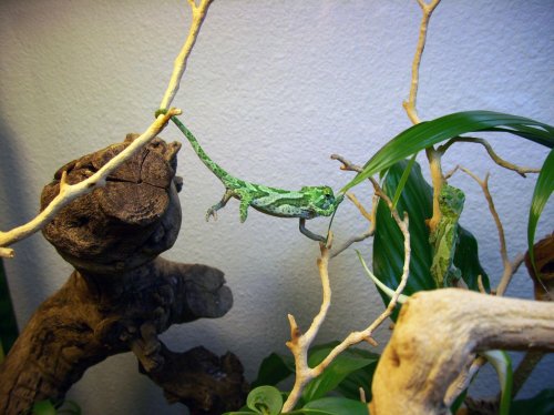 baby quad spanning chasm_smaller.jpg