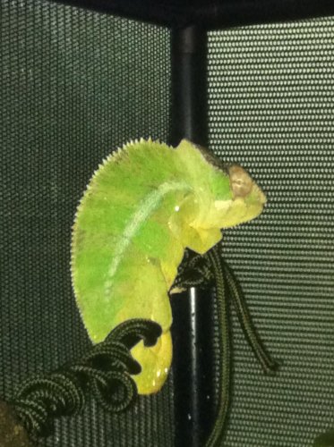 chameleons march 15 029.jpg