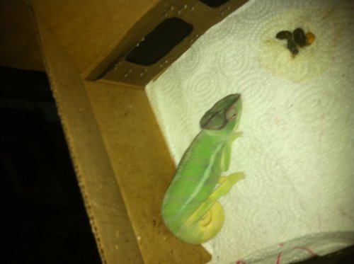 Zaphod first night home.jpg