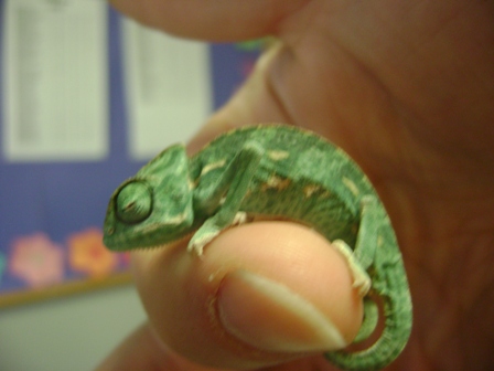 Chameleon small 1.JPG