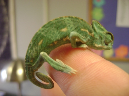 Chameleon small 3.JPG