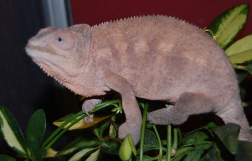 female ambanja spider 003.jpg