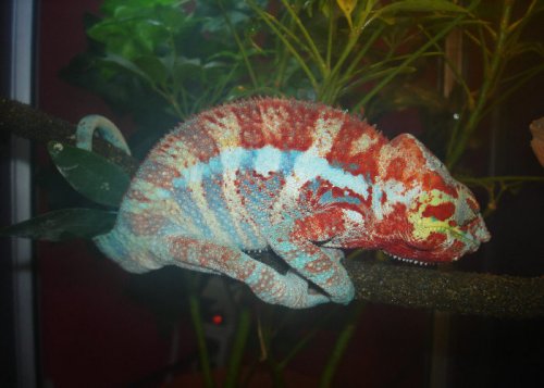 AMBANJA  SPIDERMAN 001.jpg