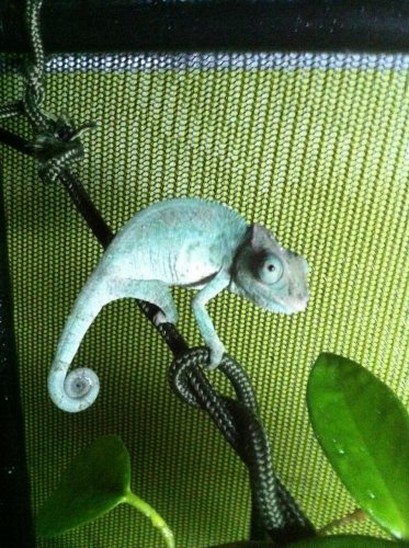 chameleons march 21 014.jpg