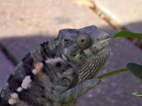 wc falys 3-2011 084.jpg