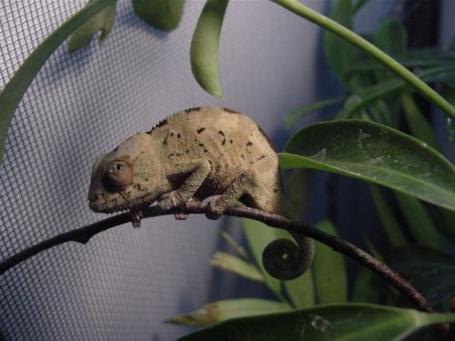 Female 1.jpg
