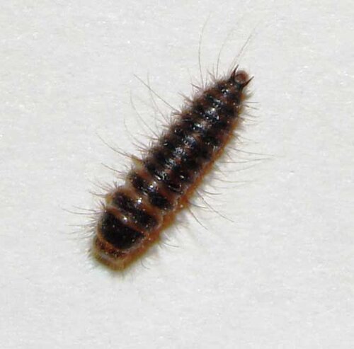 Larder-beetle-larvae.jpg