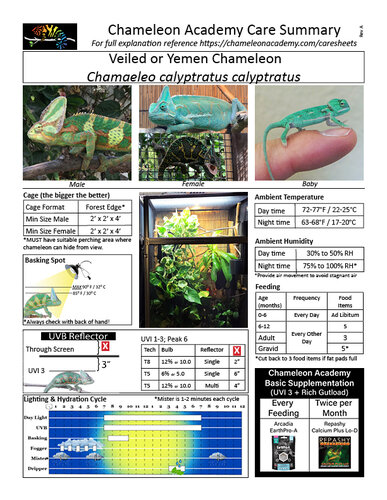 care sheet Veiled Chameleon 122819.jpg care sheet Veiled Chameleon 122819.jpg