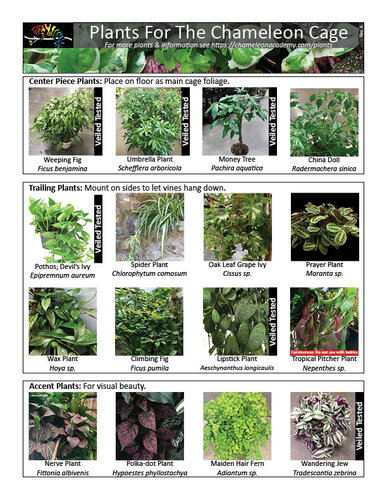 Chameleon Plants 122819.jpg