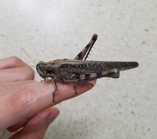 20190410_adult female nitens edit.jpg