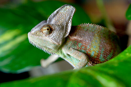 chameleon-veiled.jpg