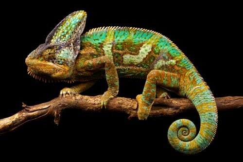 veiled-chameleon500-3e5c0f10.jpeg