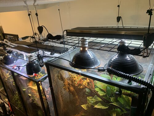 Snazzy Suspended UVB Light Platforms (DIY Instructions Included)