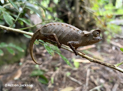 brookesia-stumpffi-41-2.jpg