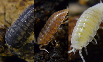 isopod_sp_dwarf_preview.jpg isopod_sp_dwarf_preview.jpg
