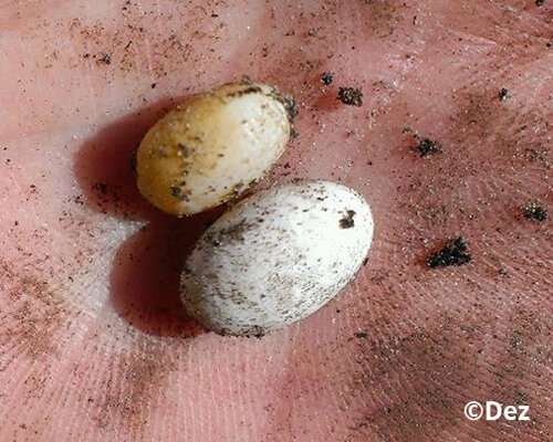 Female Chameleon Care VIDEOS