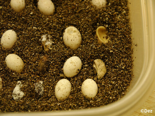 P2 HOW TO: Candling Your Eggs - How to tell if your eggs are good or bad