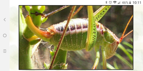 Screenshot_20200304-221134.png