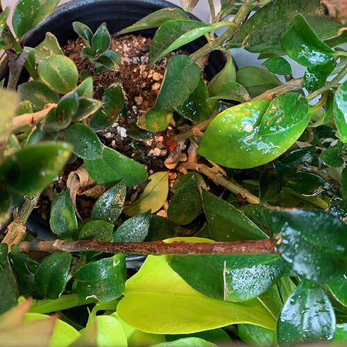 goldfish plant dry soil 640.jpg