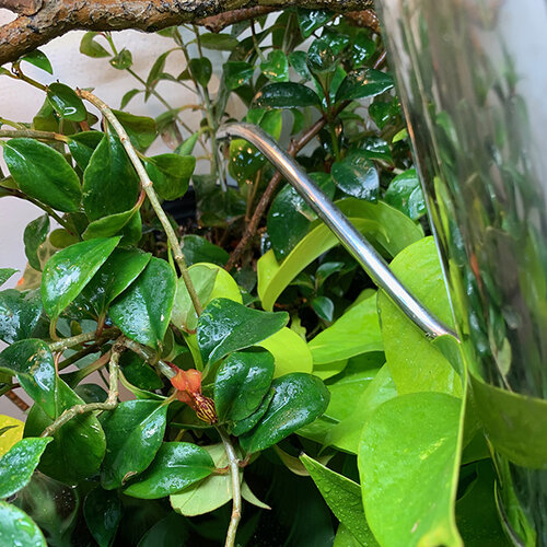 watering goldfish plant 640.jpg