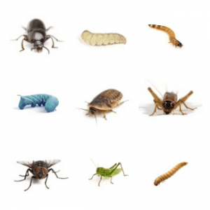 dubia-roach-and-other-feeder-insects-300x300.png