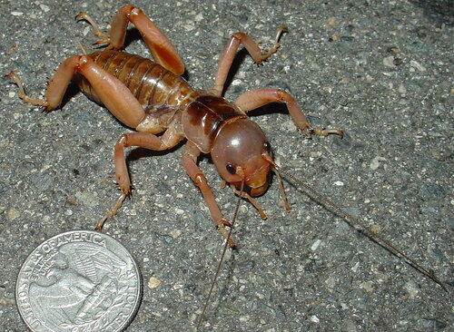 1024px-Mahogany_Jerusalem_cricket.jpg