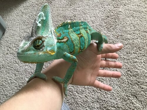 image.jpg