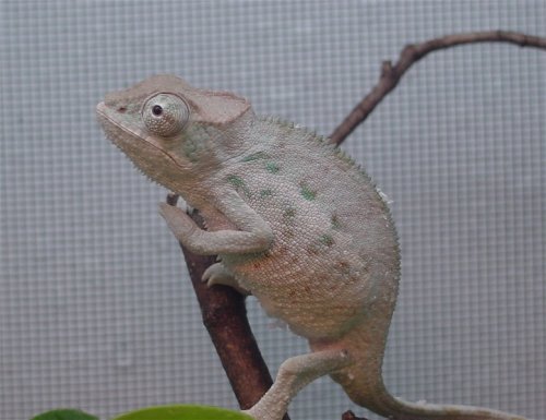 Male 2.jpg