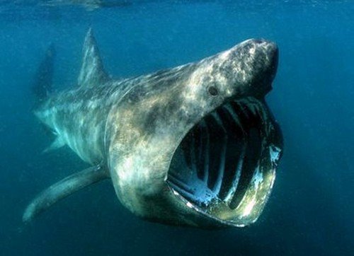 basking-shark-mouth.jpg