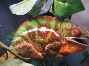 chameleons 063.jpg