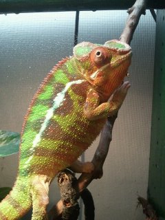 chameleons 064.jpg