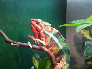 chameleons 061.jpg