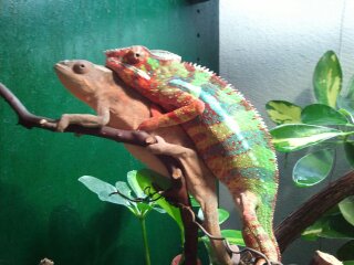 chameleons 060.jpg